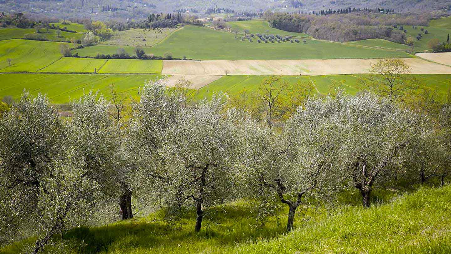 Podere Ricavo