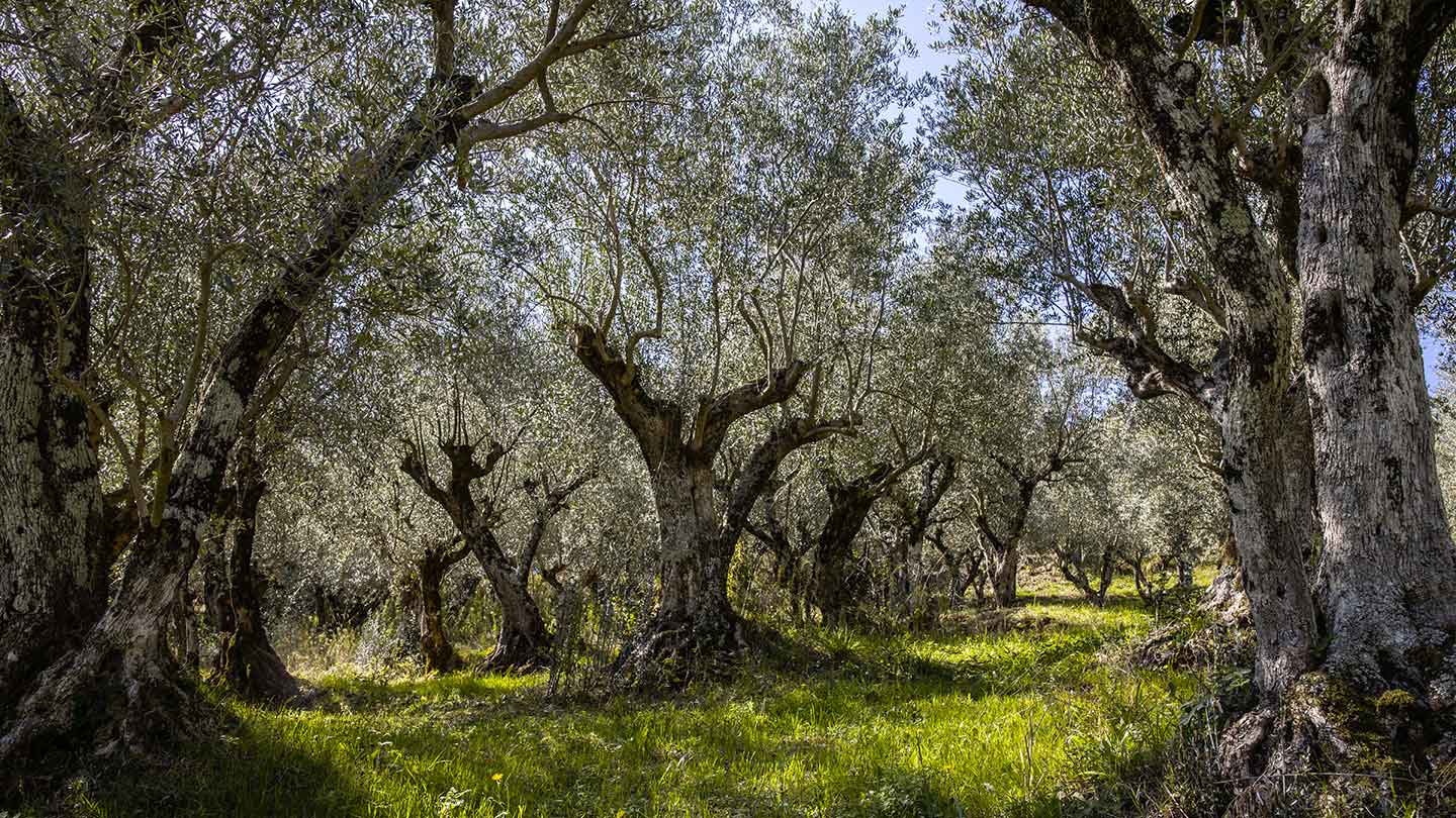 Terre di Molinara