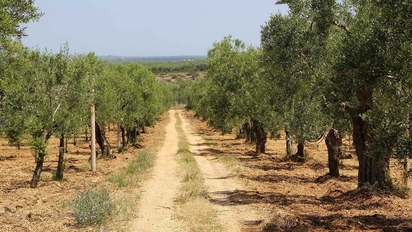 Azienda Agricola De Palma