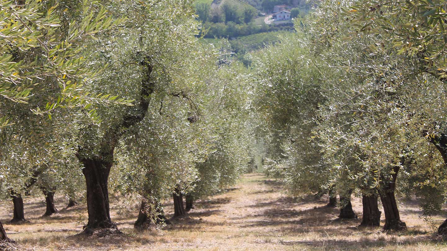 Azienda Agricola Iacovella Davide