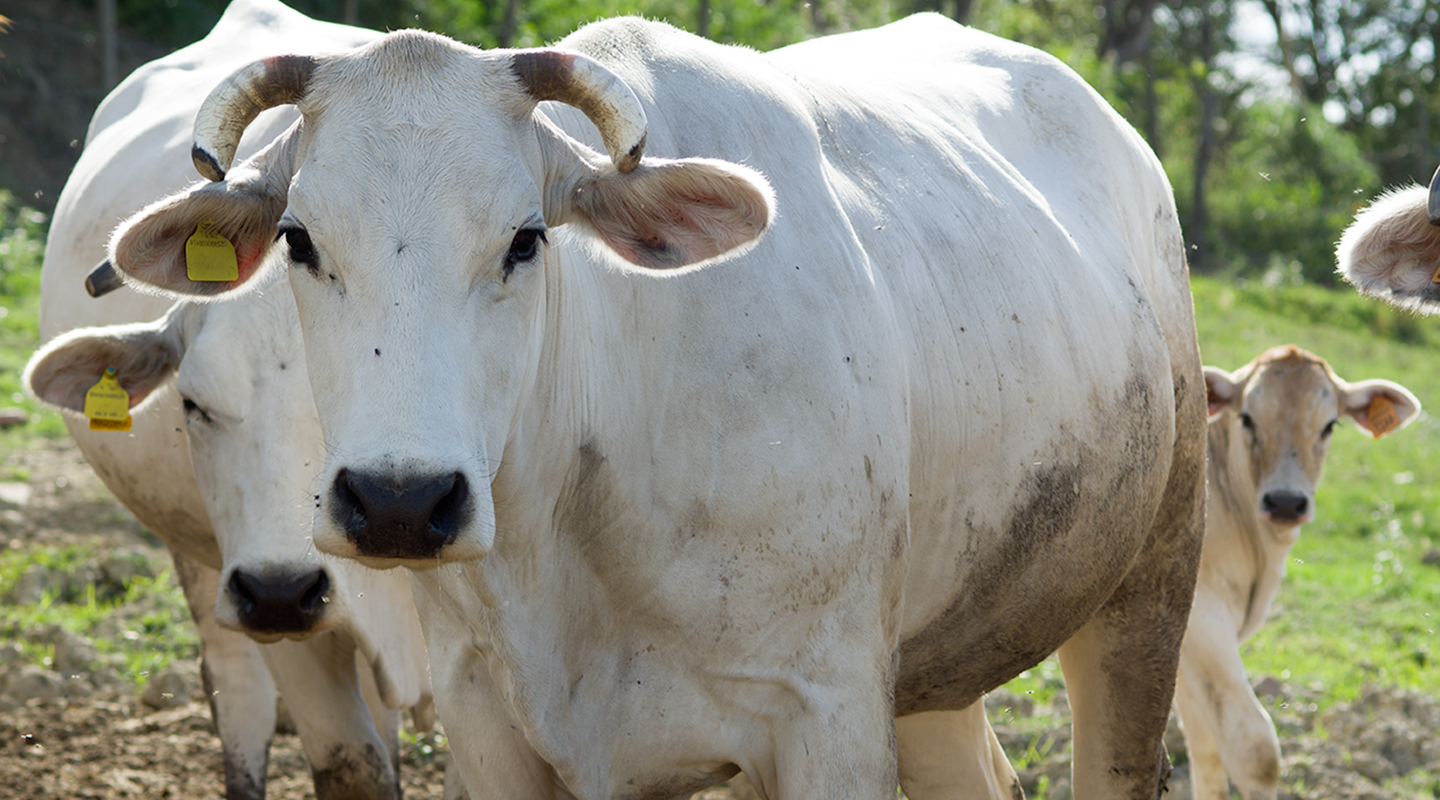 Chianina Allevamento - Mucca Bianca di Arezzo e Siena