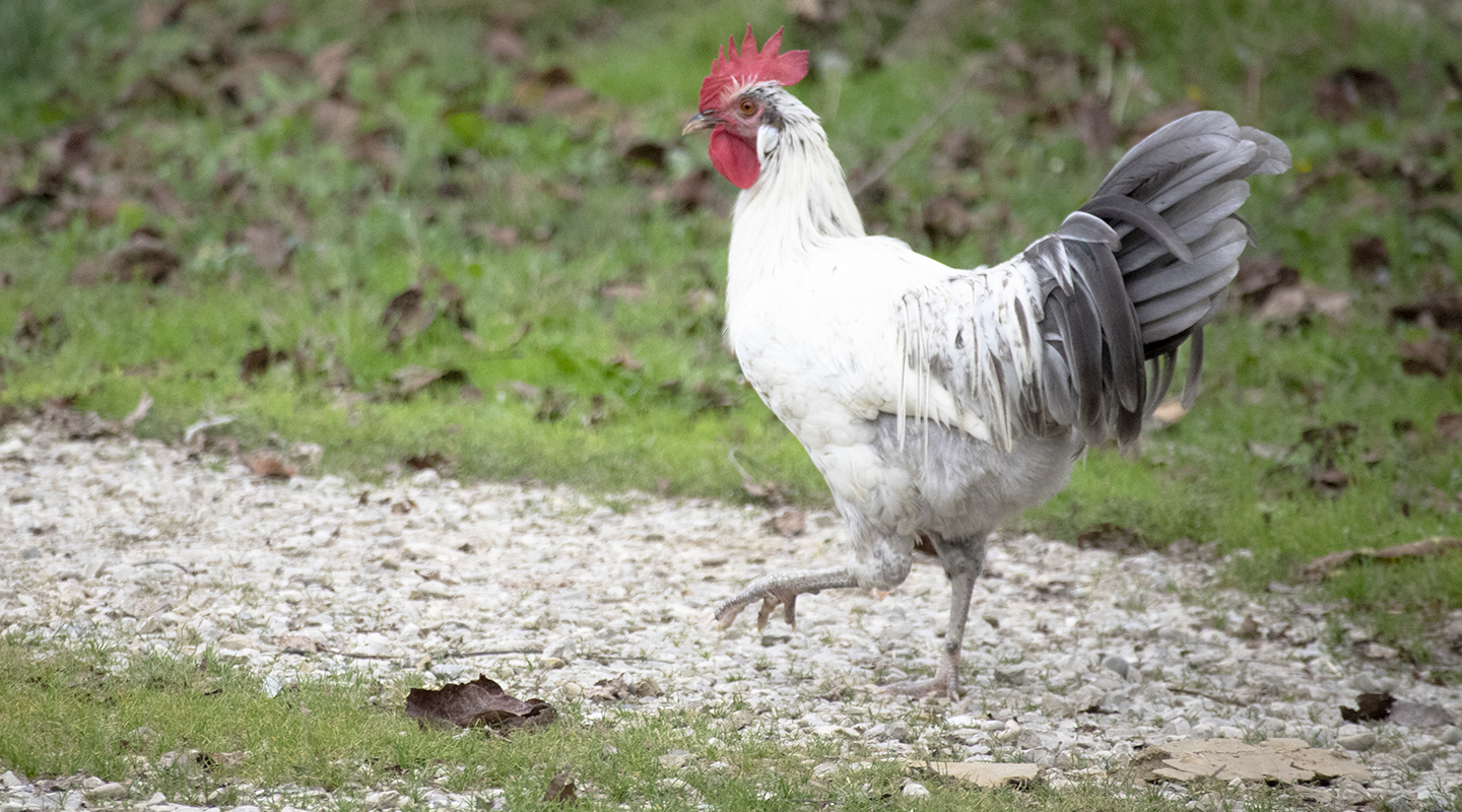 Allevamento Pollo Romagnolo: Scopri una Razza Rustica 