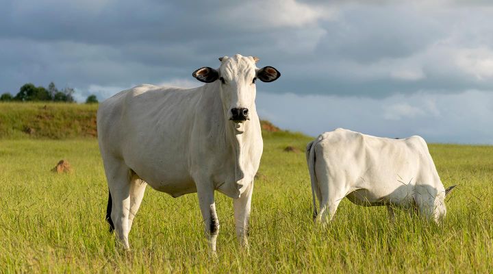 La carne da allevamenti non intensivi in Italia venduta online da Foodoteka