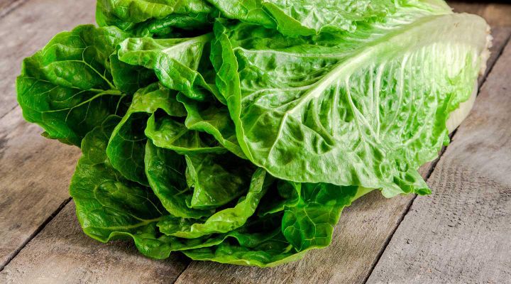 la lattuga romana venduta online da Foodoteka